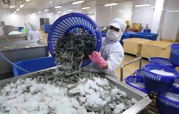 Shrimp exports to pick up 4 percent by year-end hinh anh 1