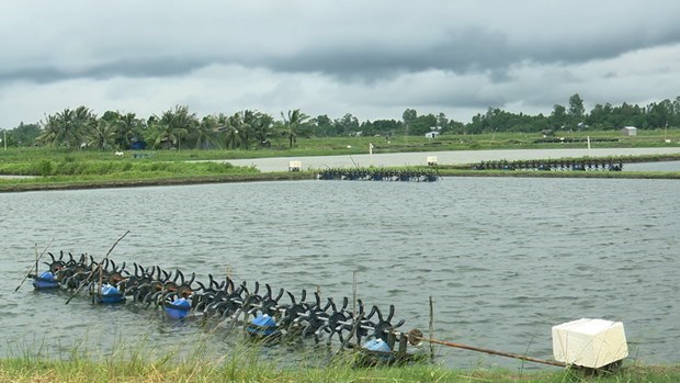 Shrimp farming holds numerous chances for recovery hinh anh 1