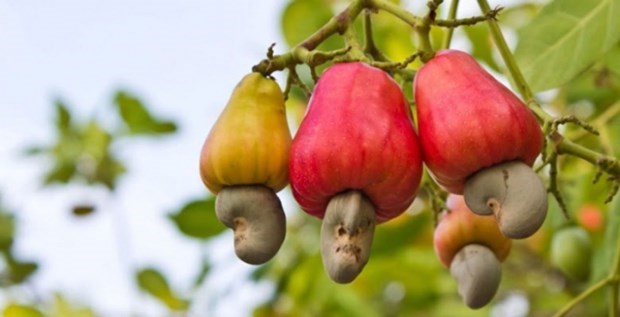 Cashew nut exports pick up in 2021 despite COVID-19 challenges hinh anh 1