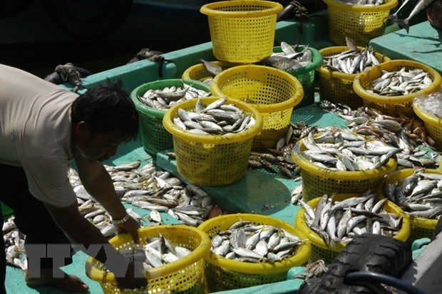 Kien Giang province posts 4 percent increase in aquatic production value hinh anh 1