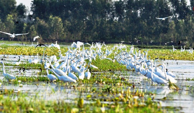 Photo contest on conservation, sustainable use of wetlands calls for entries hinh anh 1