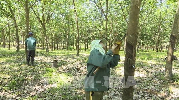 100,000 ha of rubber plantations expected to get sustainable forest management certificate hinh anh 1