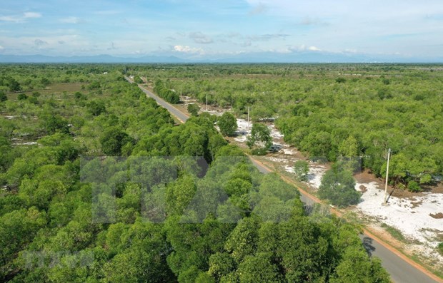 Vietnam’s forest coverage up in 2021 hinh anh 1