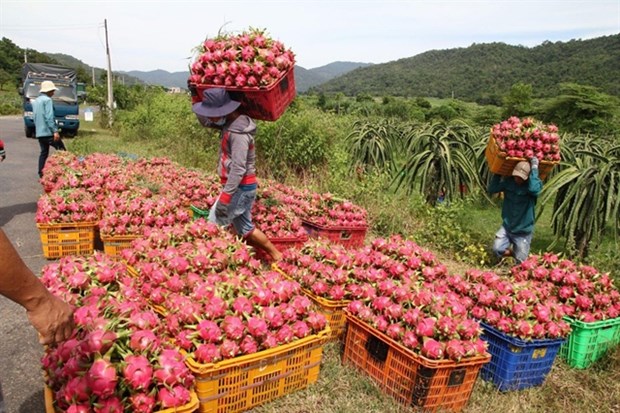 Vietnam to diversify dragon fruit markets hinh anh 1
