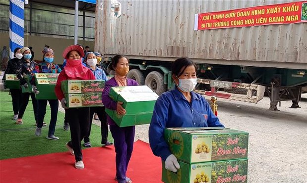 Phu Tho ships first batch of Doan Hung pomelo to Russia hinh anh 1