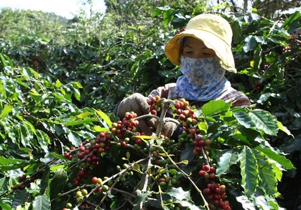 Coffee industry targets 6-billion-USD export value in 2030 hinh anh 1