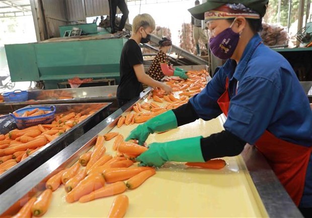Hai Duong ships abroad first 250 tonnes of carrots in 2022 hinh anh 1