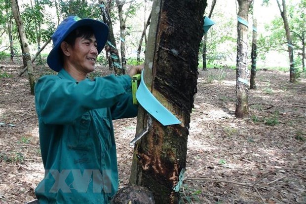 Vietnam ranks third worldwide in terms of rubber export value hinh anh 1