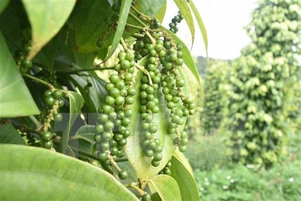 Pepper industry sees good recovery hinh anh 1