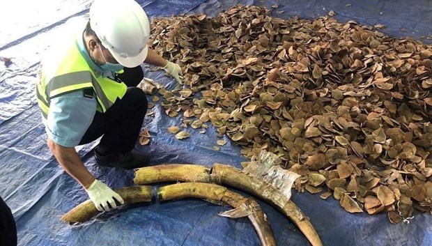 Tien Sa uoste hinh anh 1 konfiskuota šešios tonos dramblio kaulo ir pangolino žvynų