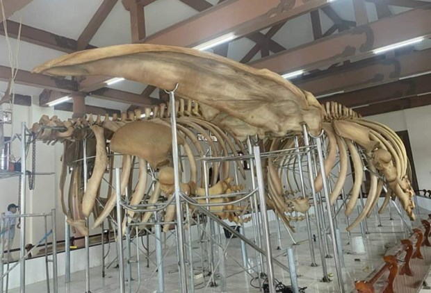 Two sets of 300-year-old whale skeleton restored hinh anh 1