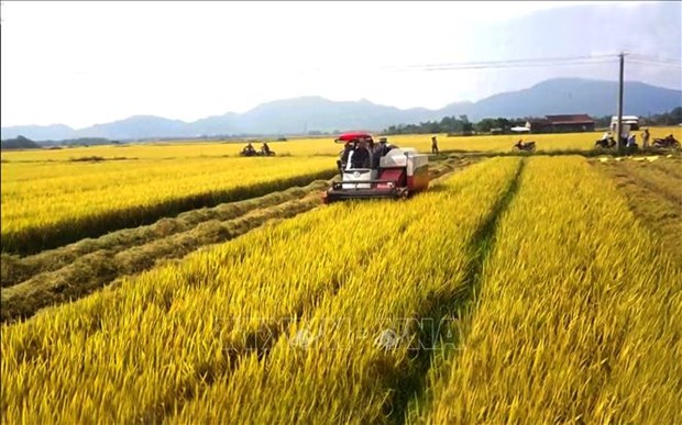 Agricultural sector continues to be economy's pillar hinh anh 1