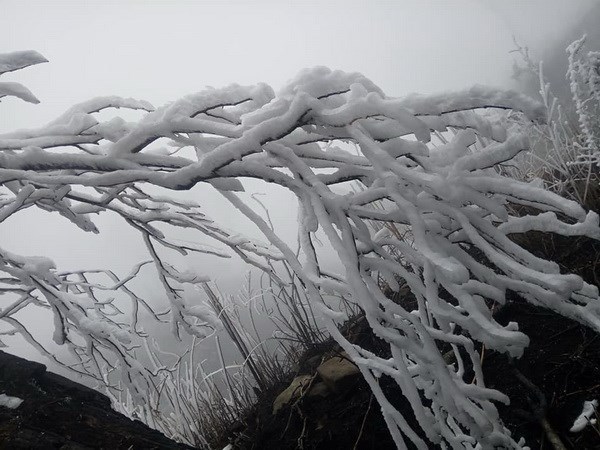 Lao Cai: temperatures drop, hoarfrost appears on Fansipan Mountain hinh anh 1