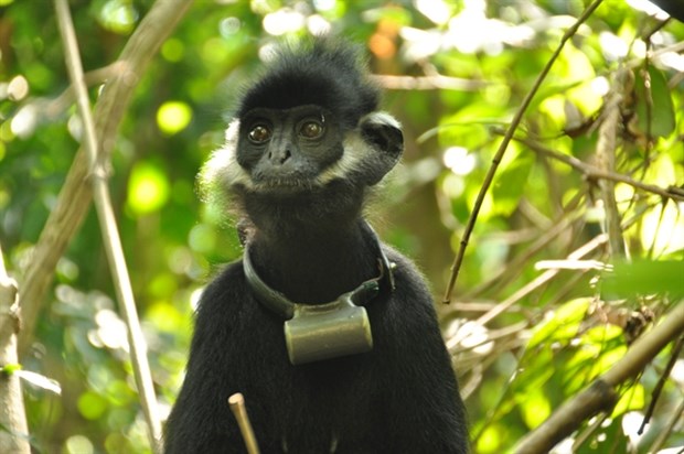 Rich primate species in Vietnam threatened: WWF report hinh anh 1