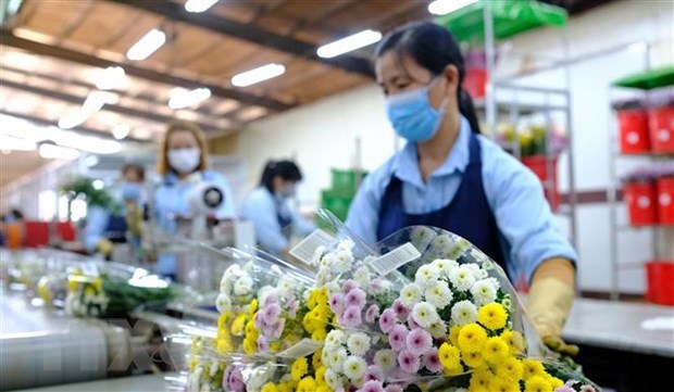 Vietnam to resume cut flower exports to Australia hinh anh 1