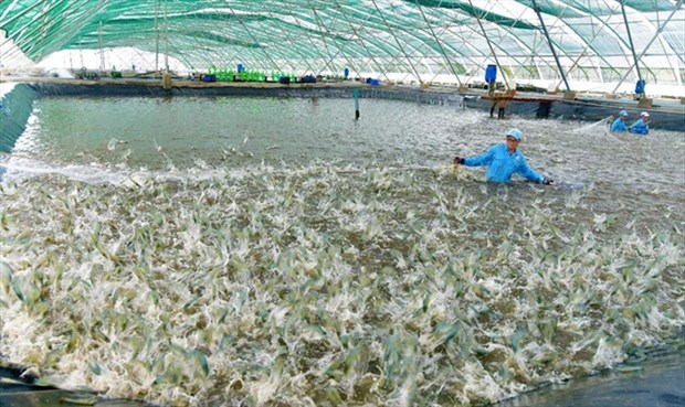 Vietnam plans modern and sustainable fisheries industry hinh anh 1