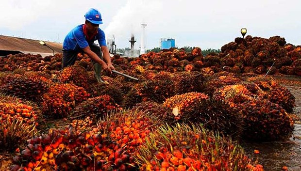 Indonesia imposes mandatory domestic sales for palm oil hinh anh 1