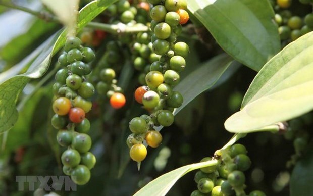 Vietnam’s pepper exports forecast for growth this year hinh anh 1