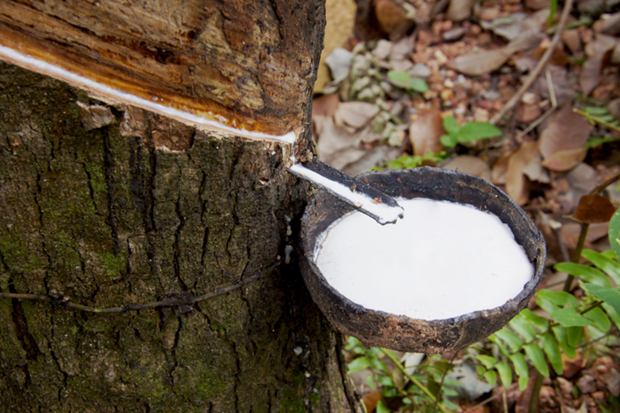 Malaysia's rubber exports top 15 billion USD in 2021 hinh anh 1