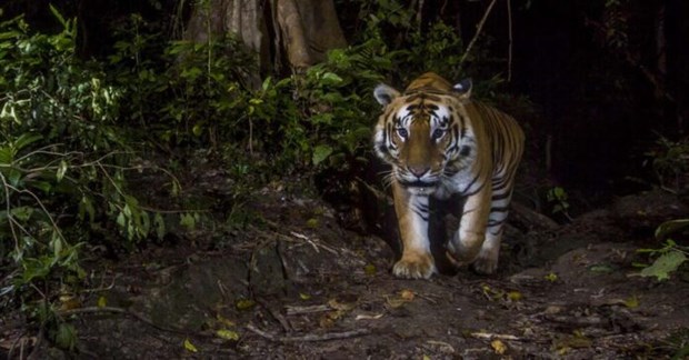Tigers might disappear in Laos: WWF hinh anh 1