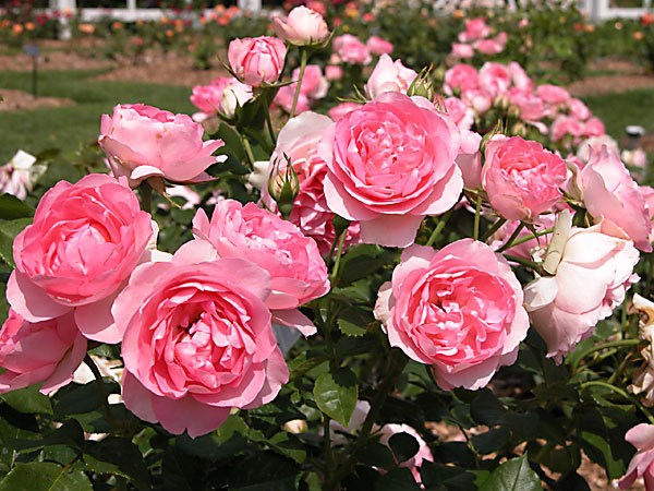 Prices of Da Lat roses surge 2-3 folds prior to Valentine’s Day hinh anh 2
