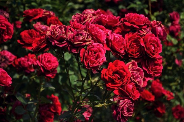 Prices of Da Lat roses surge 2-3 folds prior to Valentine’s Day hinh anh 1