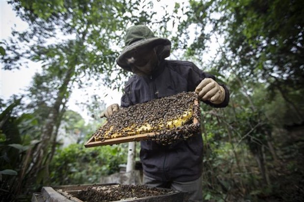 US’s anti-dumping tariff against bee honey to negatively impact on Vietnam's beekeeping industry hinh anh 1