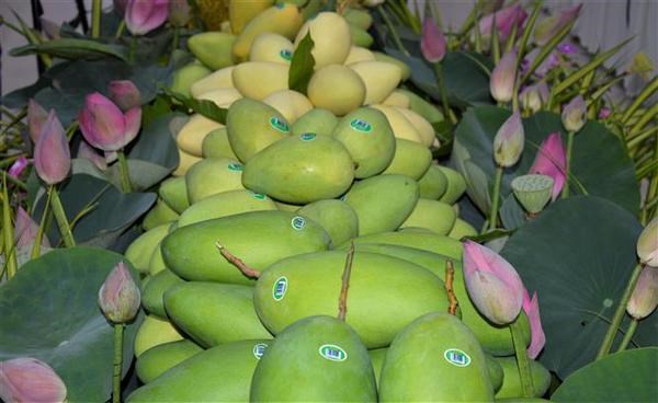 Dong Thap exports first batch of mangoes to Europe in 2022 hinh anh 1