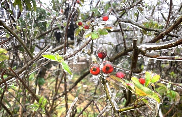 Bitter cold in northern region to linger until February 22 hinh anh 1