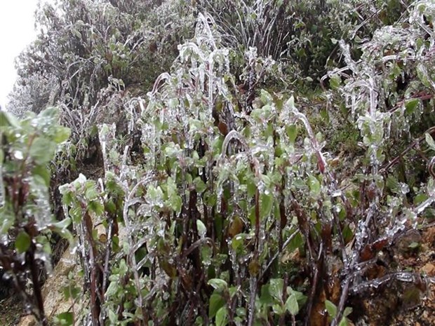 Bitter cold in northern region to linger until February 22 hinh anh 4