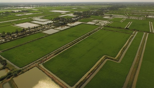 Ca Mau to grow other crops on 2,000ha of rice fields hinh anh 1