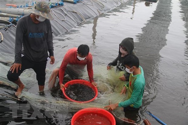 RoK aids aquaculture productivity enhancement in Vietnam hinh anh 1