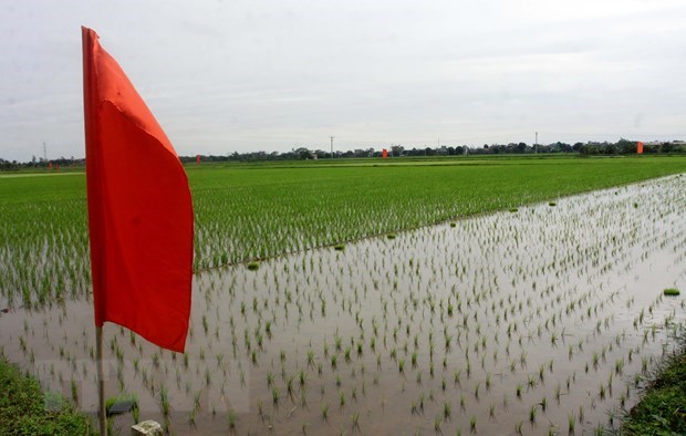 Project to upgrade rice value chain in Red River Delta launched in Thai Binh hinh anh 1
