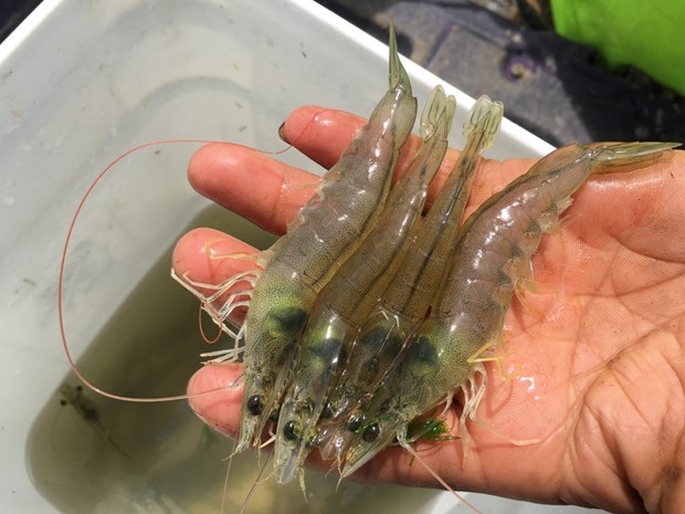 Disease takes a heavy toll on Thai shrimp yields hinh anh 1