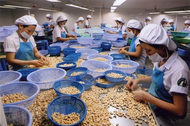 Cashew sector predicted to secure good export growth in 2022 hinh anh 1