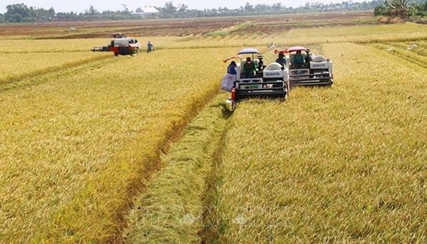 Kien Giang expands large-scale rice fields hinh anh 1