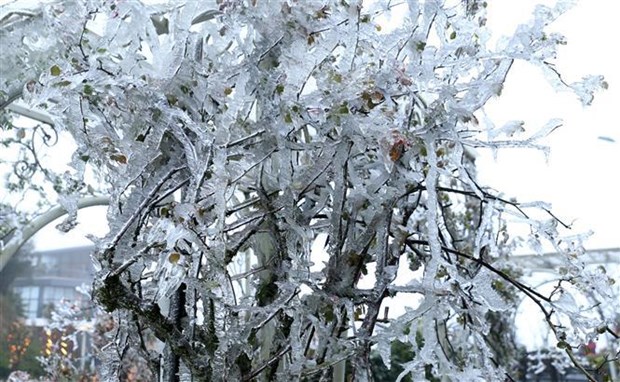 Bitter cold remains in northern, north central regions hinh anh 1