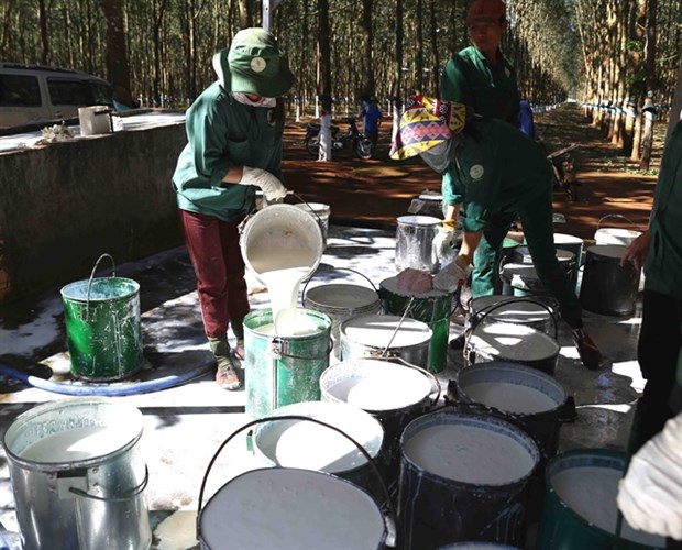 Rubber industry experiences strong profit growth in 2021 hinh anh 1