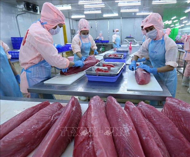Tuna exports enjoy three-digit growth in January hinh anh 1