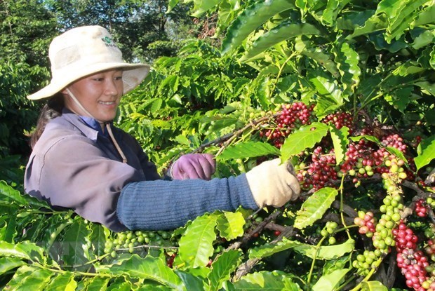Room remains for Vietnam’s coffee exports to Algeria hinh anh 1