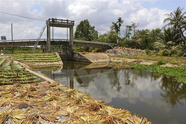 Mekong Delta faces increasing saline intrusion hinh anh 1
