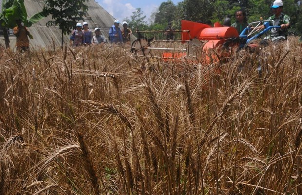 Russia-Ukraine tensions likely to affect Indonesia’s wheat supply hinh anh 1