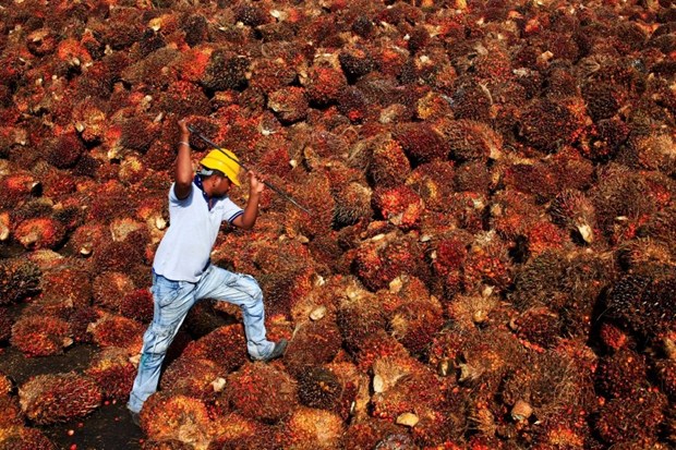 Malaysia to increase global market share of palm oil hinh anh 1