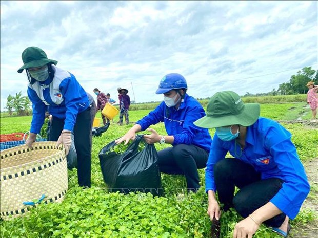 Youth union to hold voluntary activities on building new-style rural areas hinh anh 1