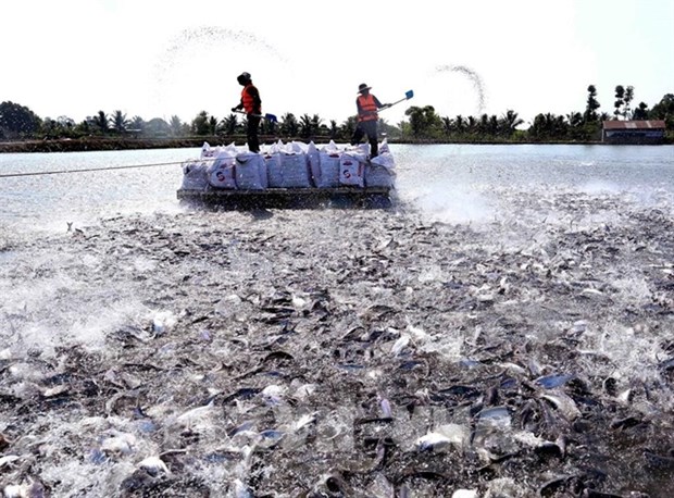 Rising tra fish prices a cause for concern hinh anh 1