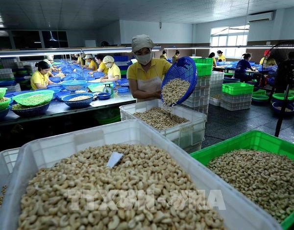 Vietnamese Embassy in Italy supports settlement of suspected cashew nut export scam hinh anh 1