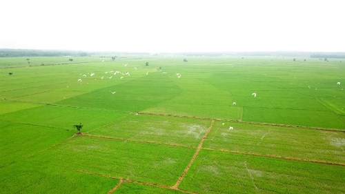 Tien Giang province expands organic rice cultivation hinh anh 1