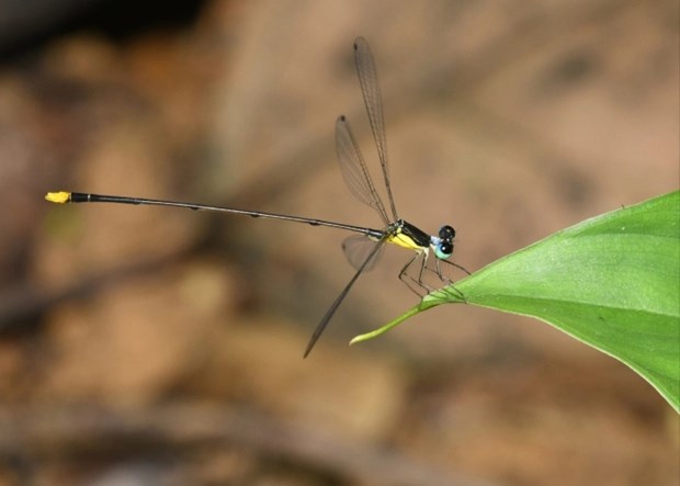 Coeliccia natgeo damselfly spotted in Nghe An hinh anh 1