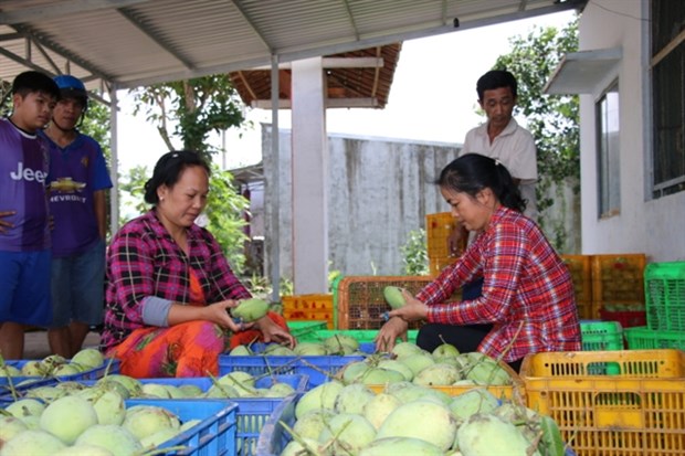 Vietnam mango exports triple in 2021 hinh anh 1