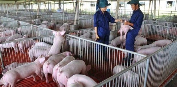 Higher animal feed price causes difficulties for livestock industry: MARD hinh anh 1